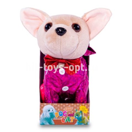 Собачка на поводке чихуа